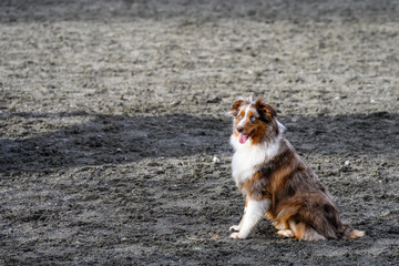 Happy Australian Shepherd sitting in the off-leash dog park in Luther Burbank Park on Mercer Island, WA, a sunny winter day
