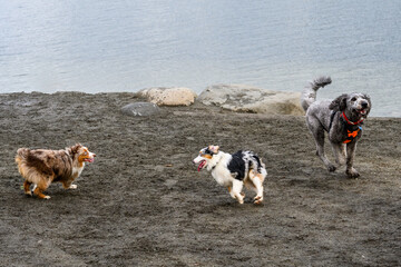 Three dogs racing around playing on beach of Lake Washington in off leash dog park in Luther...