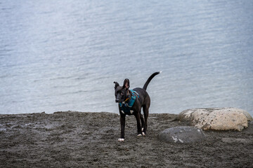 Dog playing on beach of Lake Washington in off leash dog park in Luther Burbank Park on Mercer Island, WA
