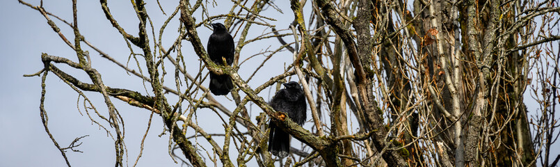 Two crows perched on leafless branches talking on a chilly winter day, as a nature background
