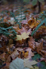 autumn leaves on the ground
