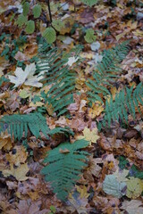 autumn leaves on the water