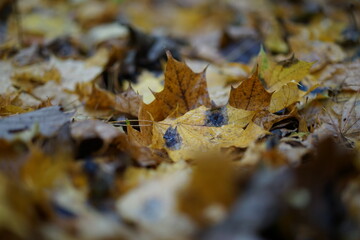 autumn leaves on the ground