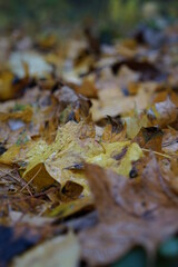 autumn leaves on the ground