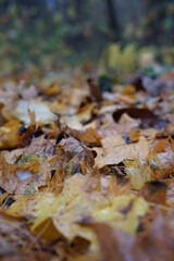 fallen autumn leaves