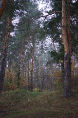 forest in autumn