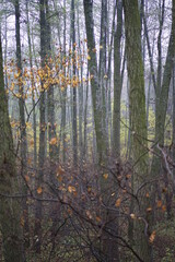 forest in the morning