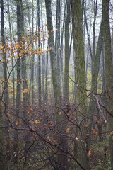 forest in the morning
