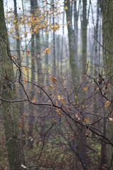 autumn in the forest