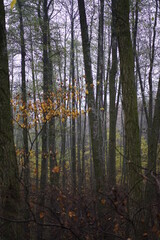 autumn forest in the morning