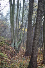 autumn in the forest