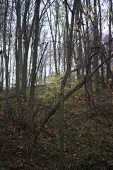 forest in autumn