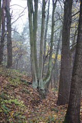 Obraz premium autumn in the woods