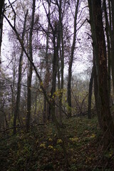 Obraz premium morning in the woods