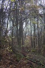 forest in autumn