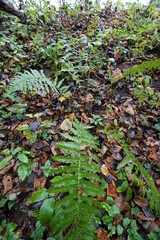 autumn leaves in the forest