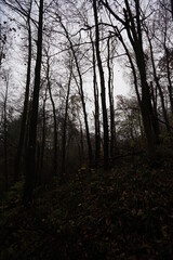 Fototapeta premium morning in the forest