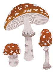 Amanita mushroom illustration clipart. Poisonous toadstool art. Isolated on white background