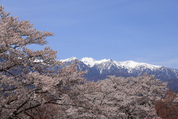 snow covered tree