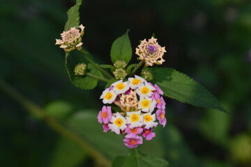 Village flower