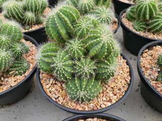 parodia magnifica cactus, a succulent plant native to Brazil. Round and tall, with golden thorns surrounding yellow flower stems.