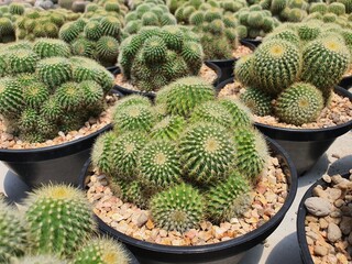 Parodia schumanniana Cactus succulent plant rare species spherical or tall green stems with golden bristles spikes.