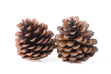 Pine cone on white background