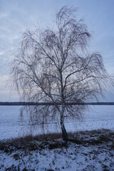 tree in the snow