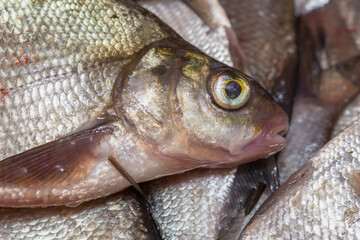 Fresh river fish bream. Fish head close-up.
