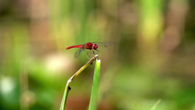 Blue dragonfly on straight green leaf
Slow motion shot from israel
