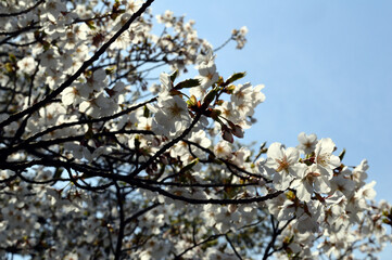 On a sunny day in spring, Cherry blossoms bloom against the blue sky.