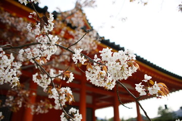 Cherry blossom in full bloom against a background of HEIAN-JINGU shrine