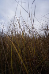Fototapeta premium grass and sky