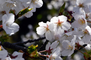 On a sunny day in spring, Cherry blossom close-up.
