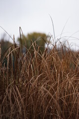 grass in the wind