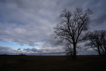 Fototapeta na wymiar tree in the storm