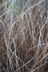 reeds in the snow