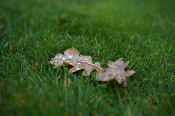 Drops of water on the leave 