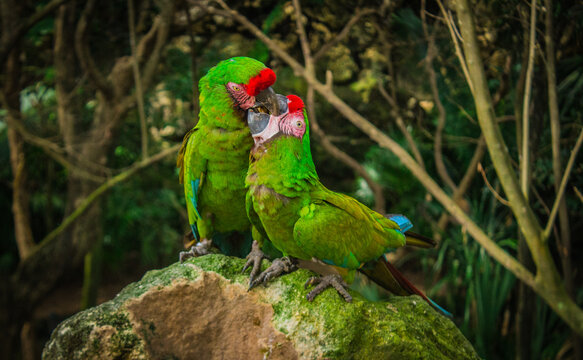 Incre&iacute;ble fotograf&iacute;a de un par de pericos d&aacute;ndose un beso