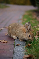 Rabbit in the park