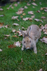 rabbit in the grass
