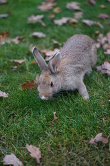 rabbit in the grass
