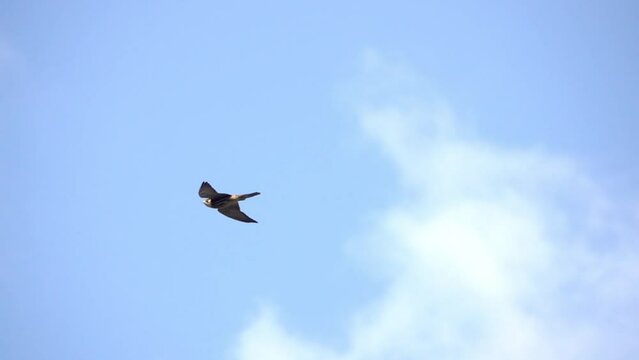 Eurasian Hobby flying in blue sky
Close up shot from israel
