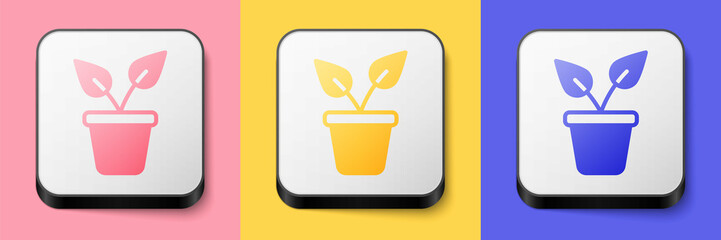 Isometric Plant in pot icon isolated on pink, yellow and blue background. Plant growing in a pot. Potted plant sign. Square button. Vector