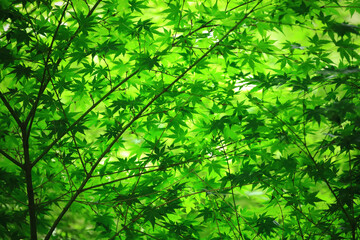 Fototapeta premium Photo for background material of fresh green maple leaves with beautiful green gradation