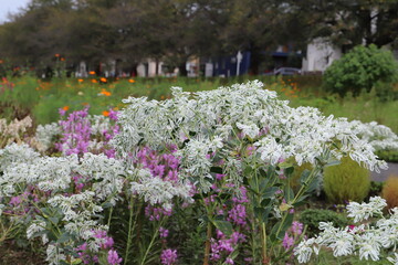 初夏の公園に咲くハツユキソウの白い葉と花