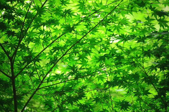 Photo for background material of fresh green maple leaves with beautiful green gradation