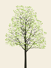 花水木のイラスト