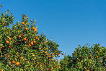Fototapeta na wymiar orange tree with blue sky