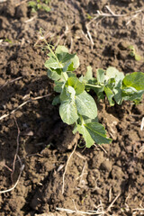 top angle view of pea plant